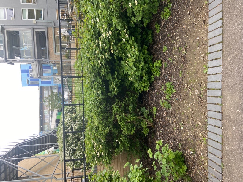 Newly planted bed at St Aloysius College
